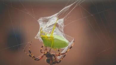 deadly spider species identified